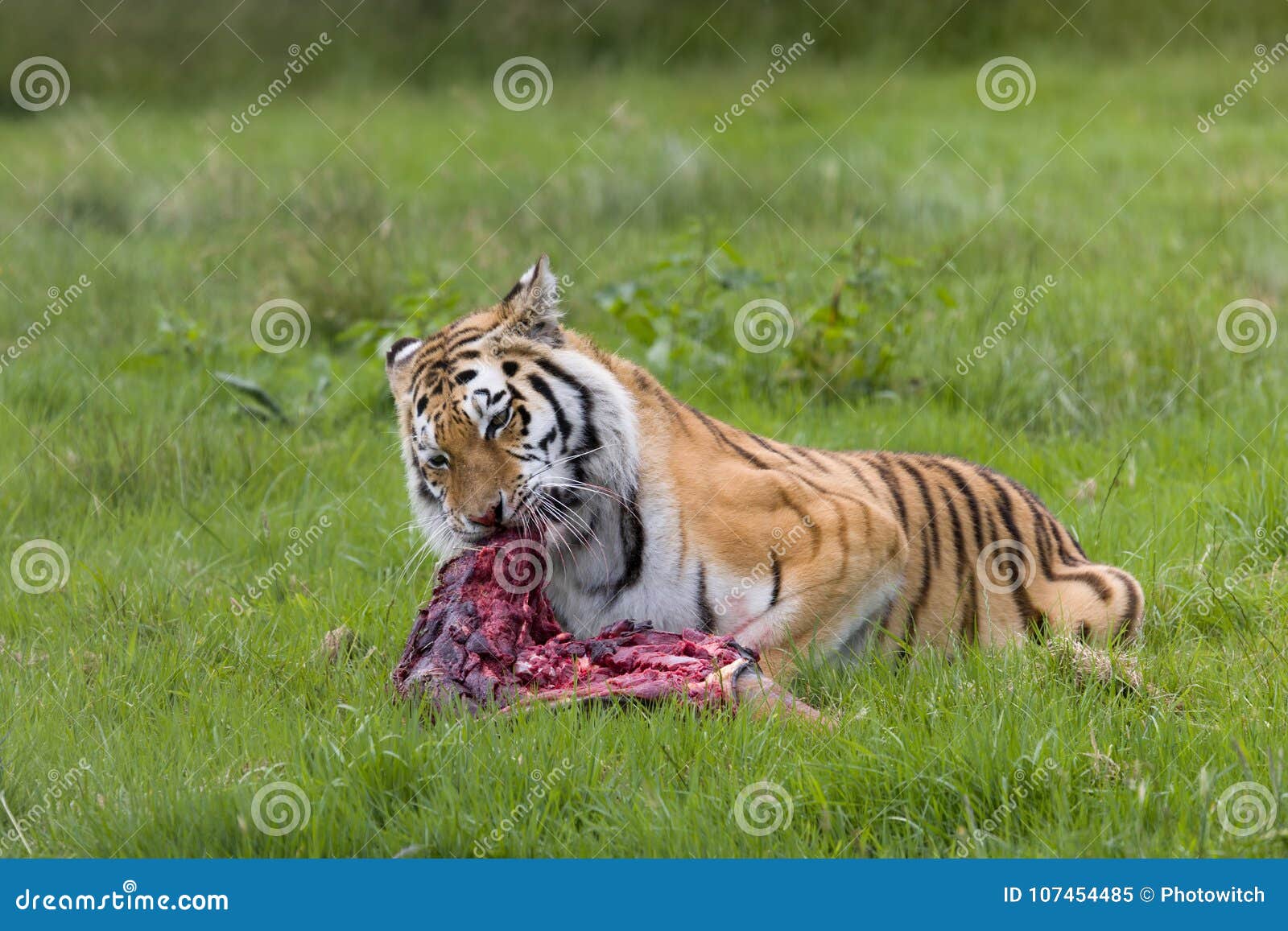 amur tiger with prey