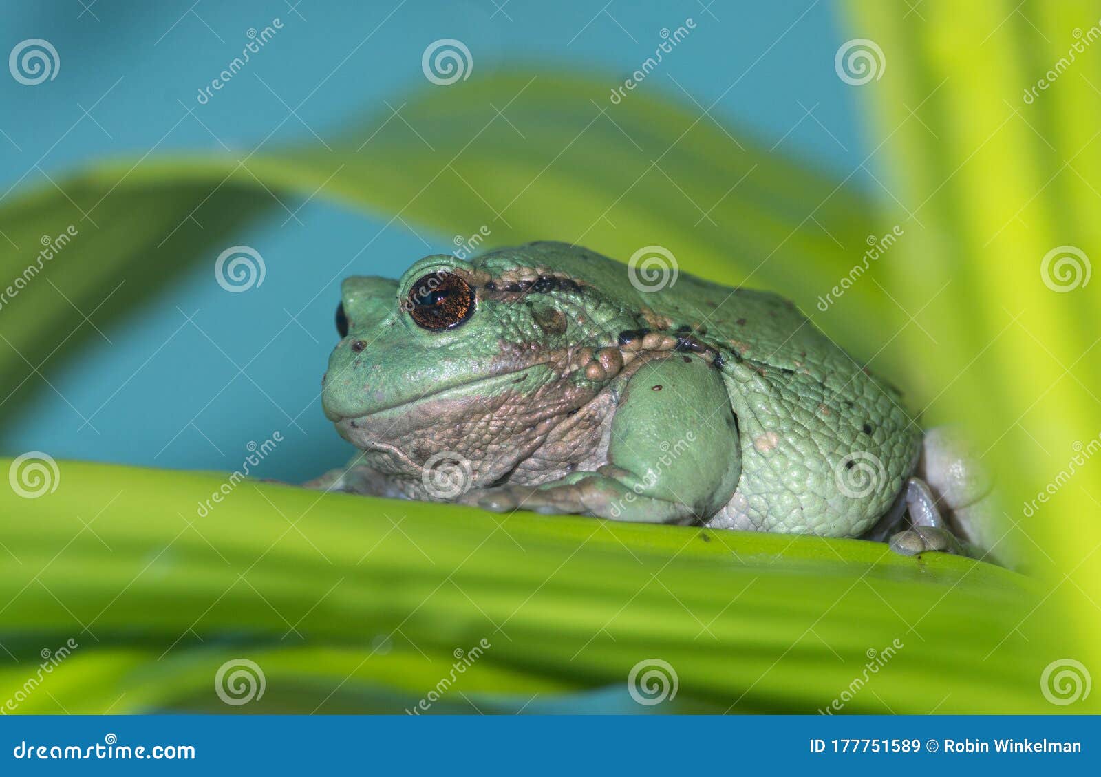 andean marsupial frog 3