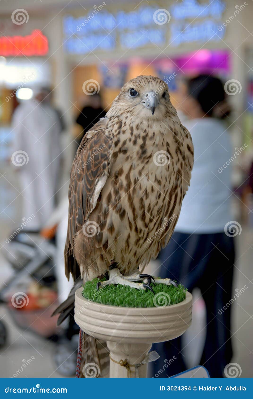 endangered arab saker falcon