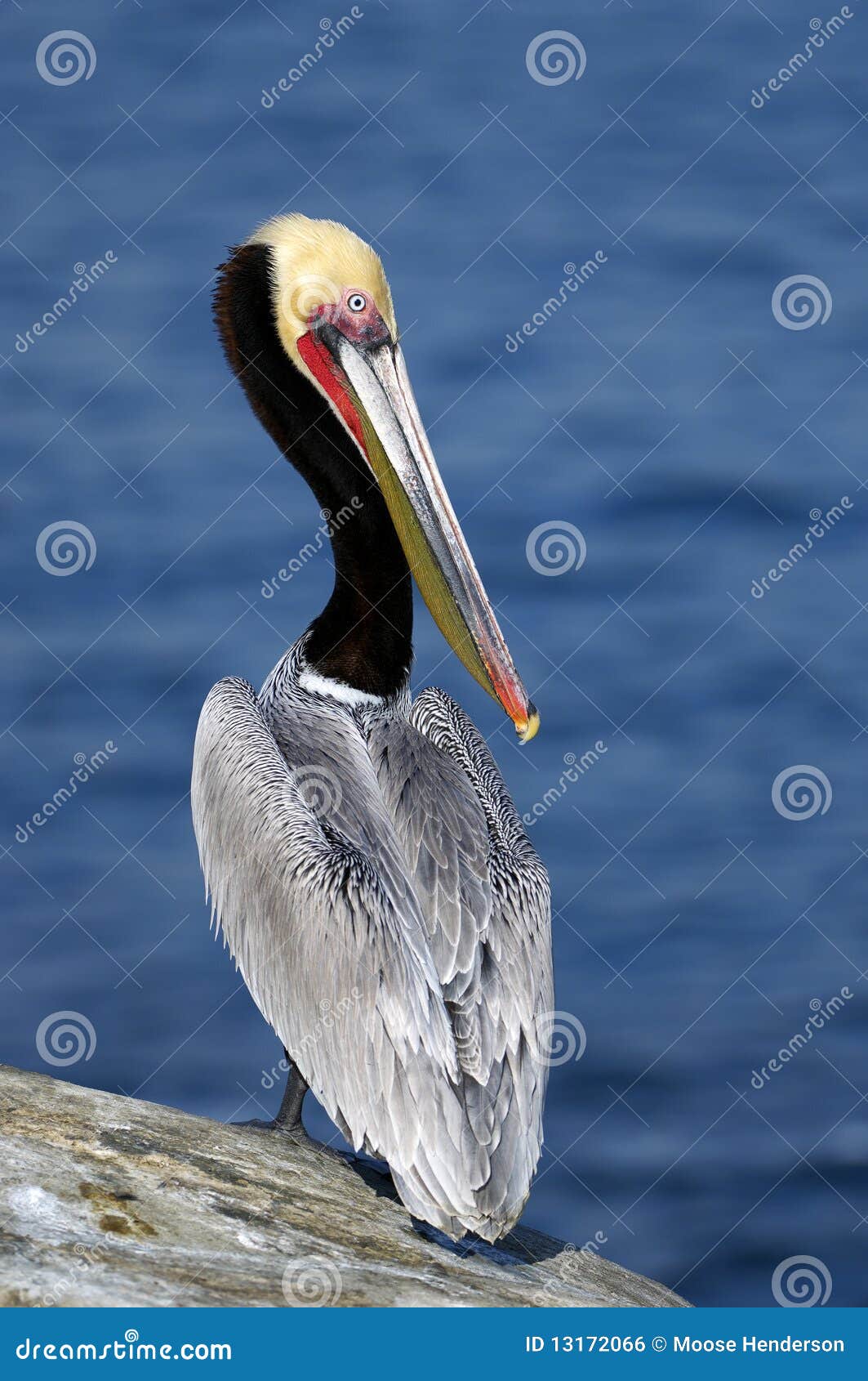 endangered california brown pelican