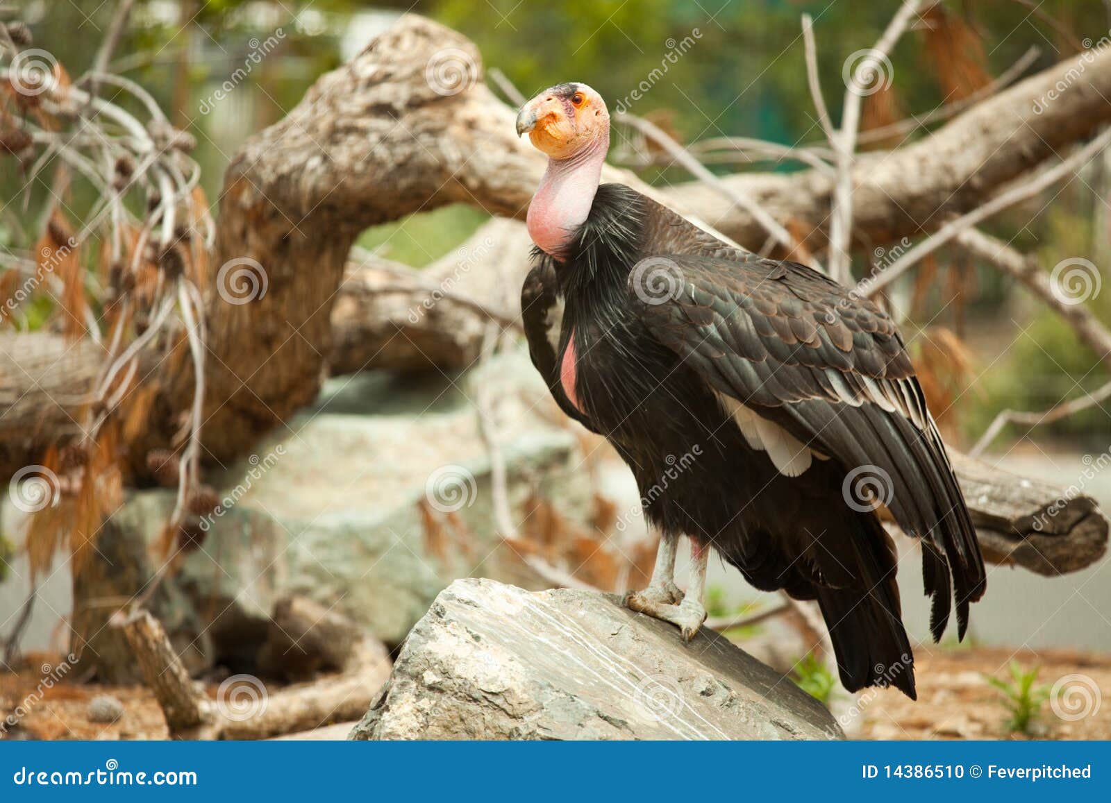 the endangered california condor