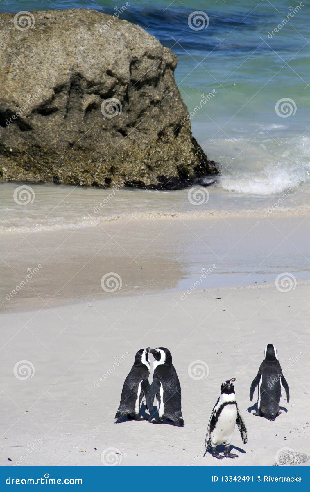 endangered cape penguins