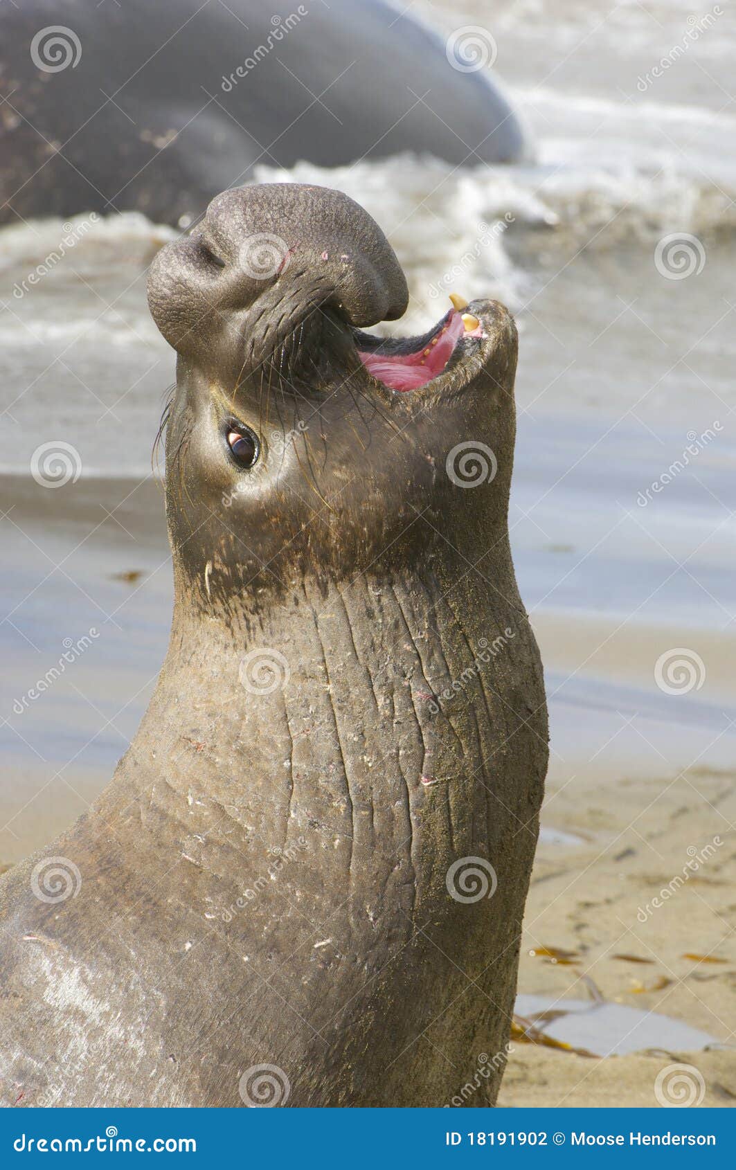 endangered elephant seal