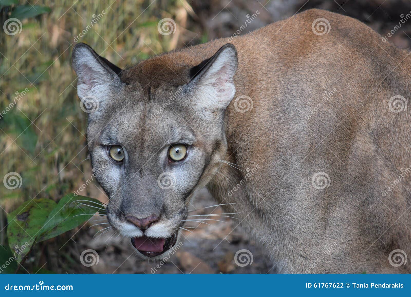 florida panther vs mountain lion