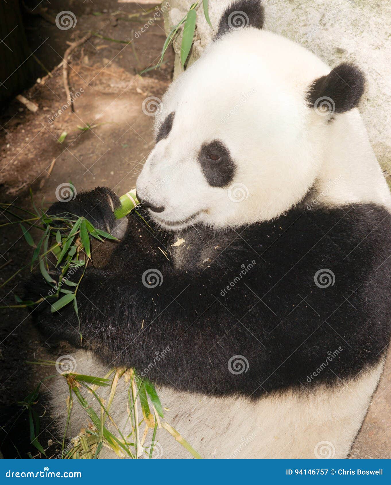 Endangered Giant Panda Eating Bamboo Stalk Stock Image Image Of Panda