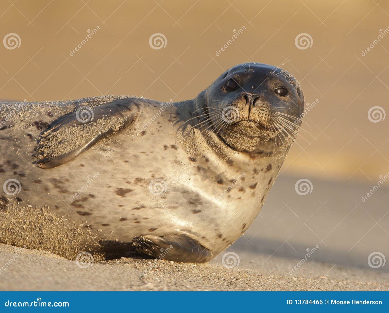 endangered harbor seal