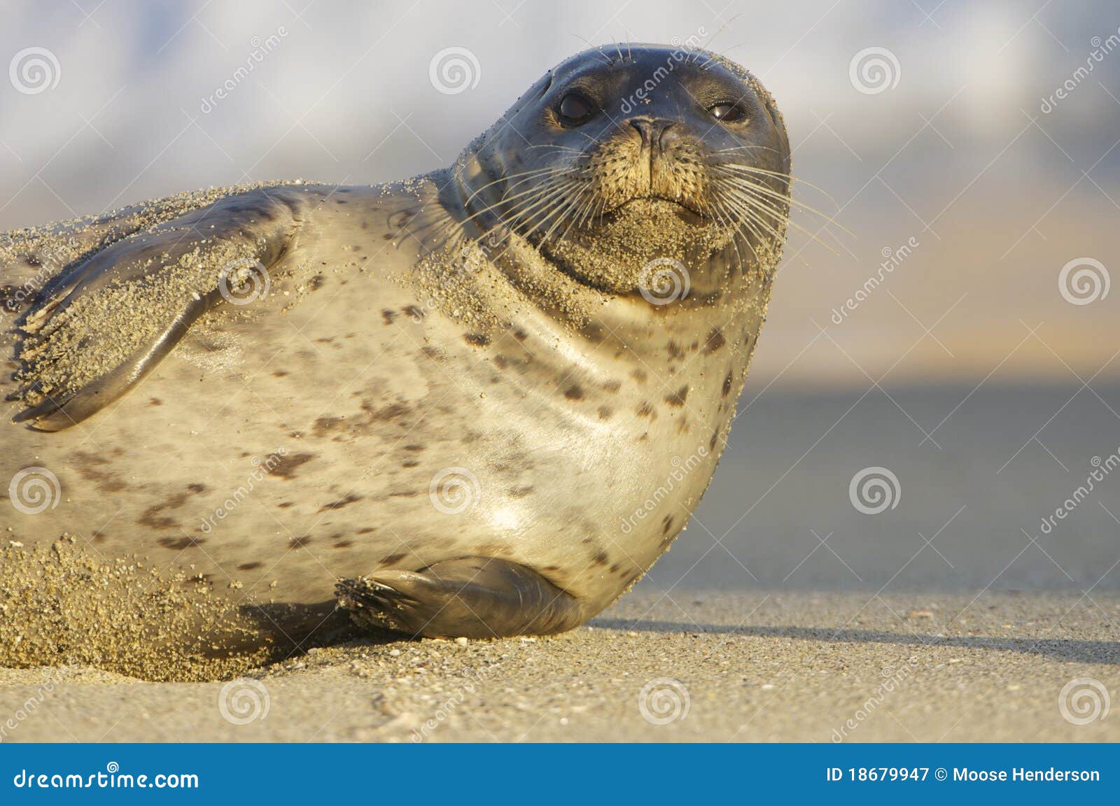 endangered harbor seal