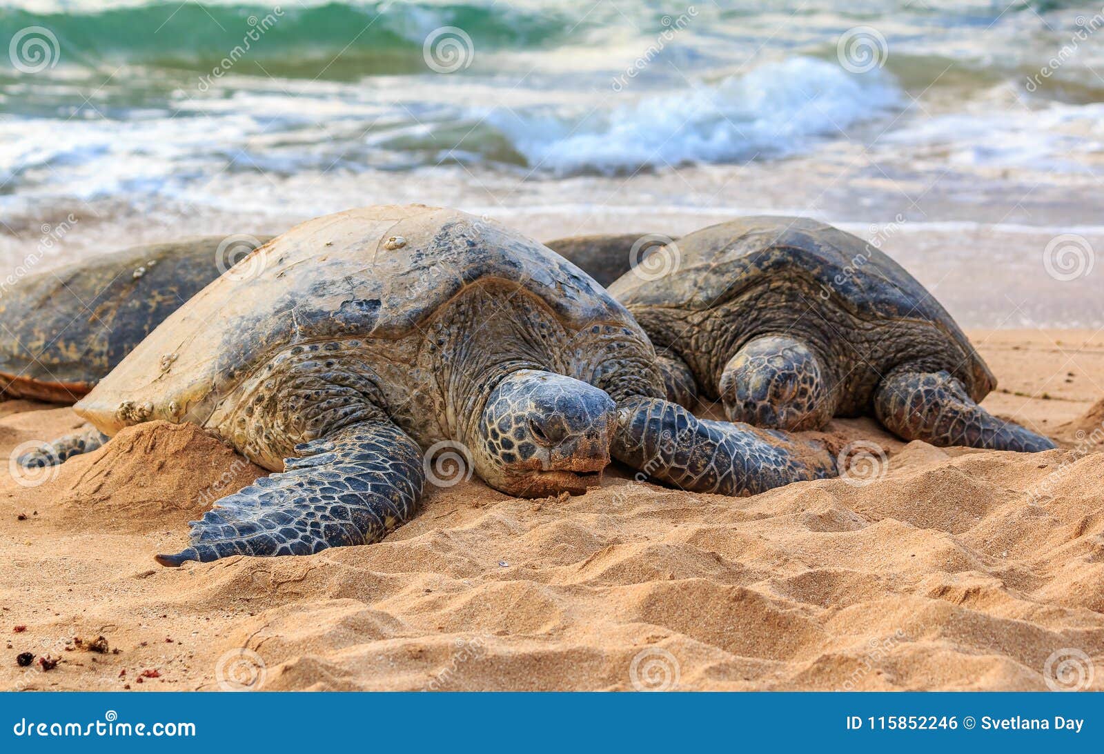 Endangered Hawaiian Green Sea Turtles On The Beach At North Shore Oahu endangered-hawaiian-green-sea-turtles-on-the-beach-at-north-shore-oahu