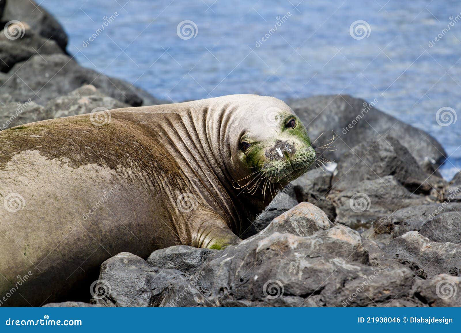 Endangered Hawaiian Monk Seal Stock Photo Image of reserve, hawaii