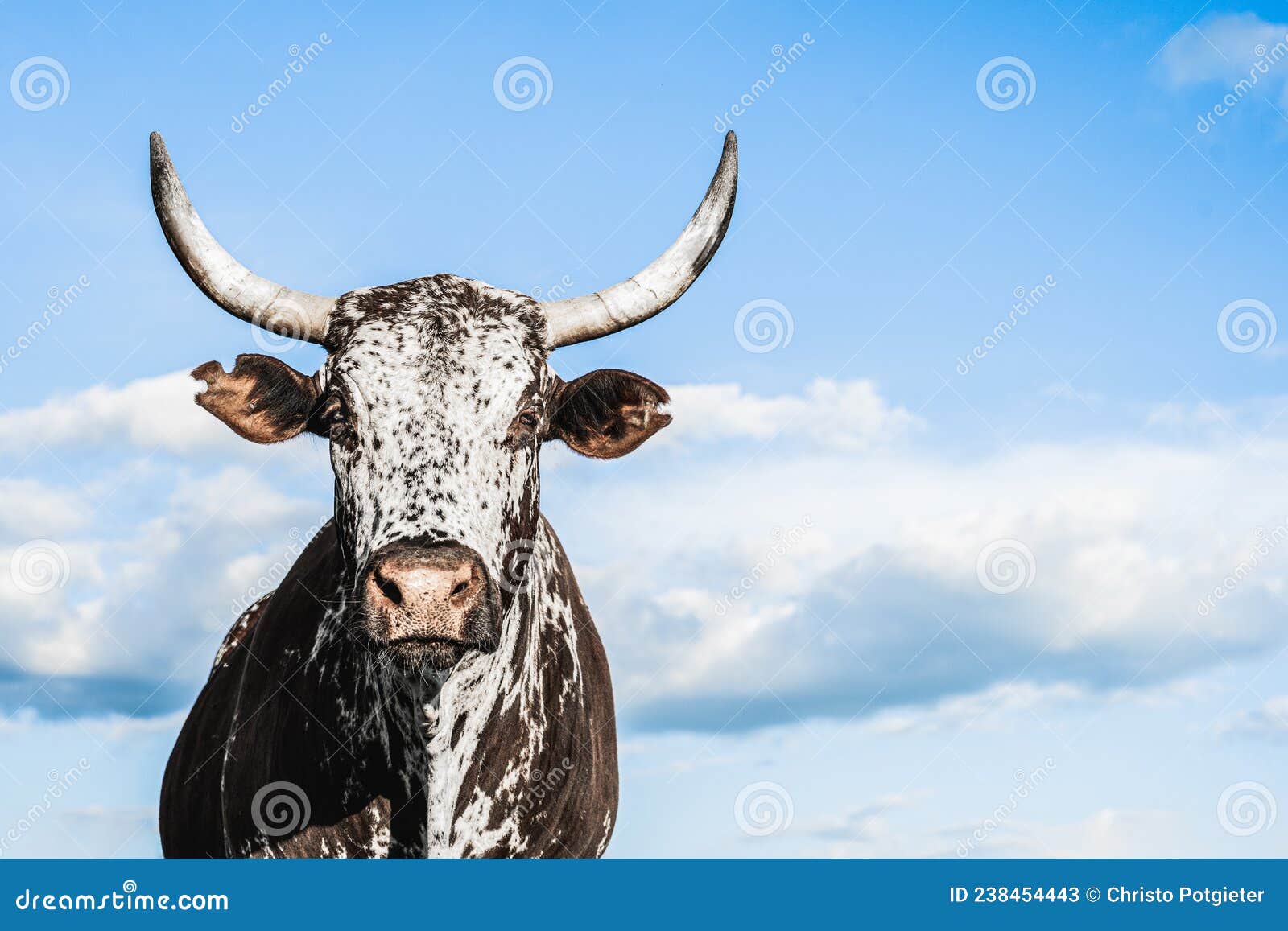 endangered horny spotted cow. nguni cattle ranch farming. africa cattle cow.