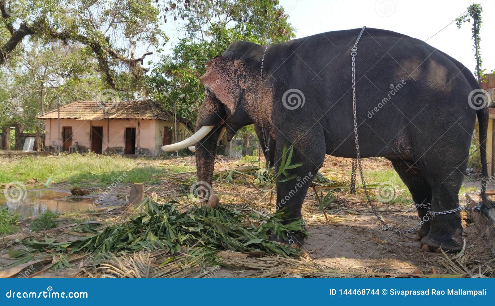 Endangered Indian Elephant Eating Grass in a Sanctuary Editorial Stock  Image - Image of tourism, india: 144468744