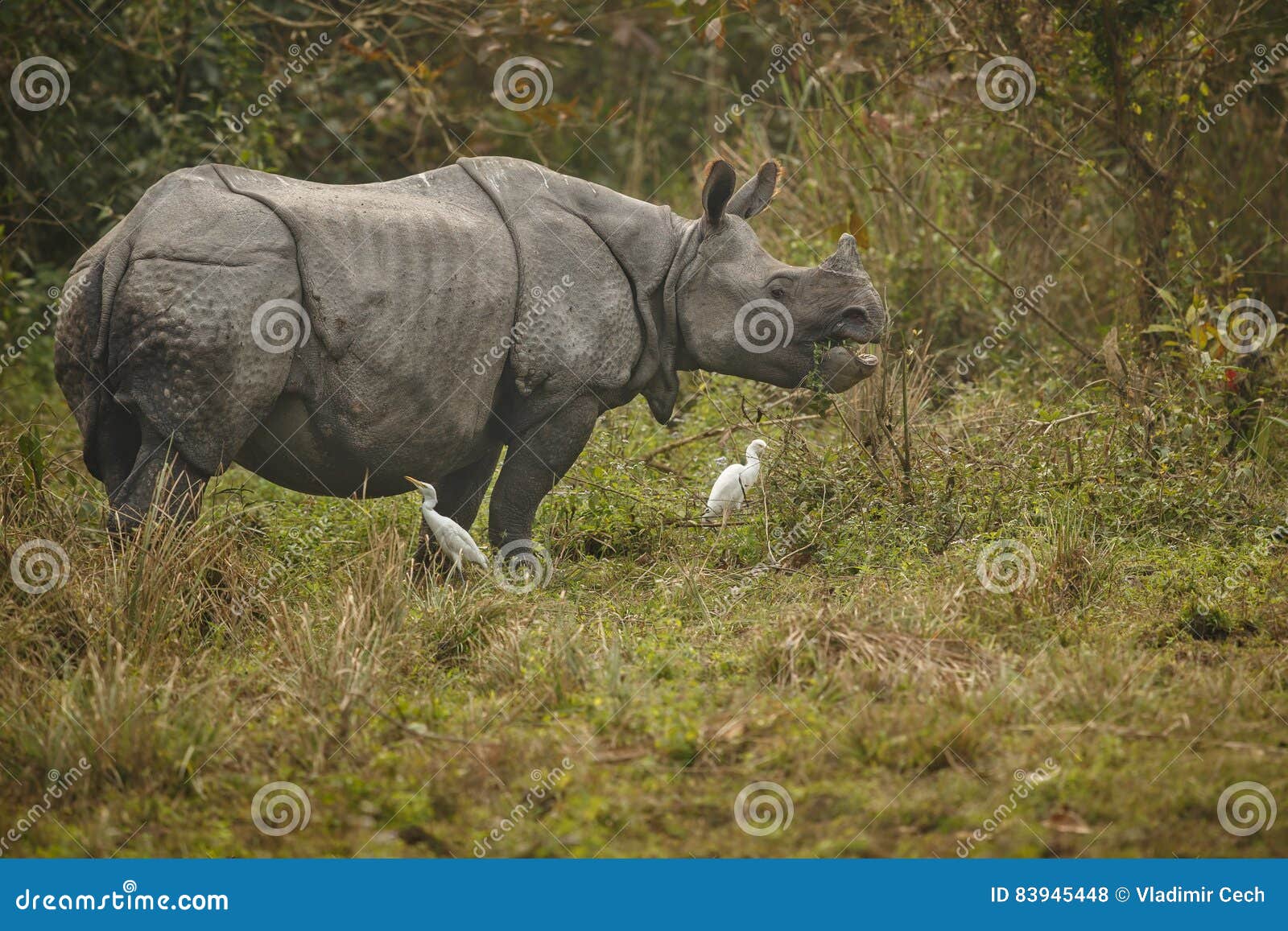 Endangered Indian Rhinoceros in the Nature Habitat Stock Photo - Image