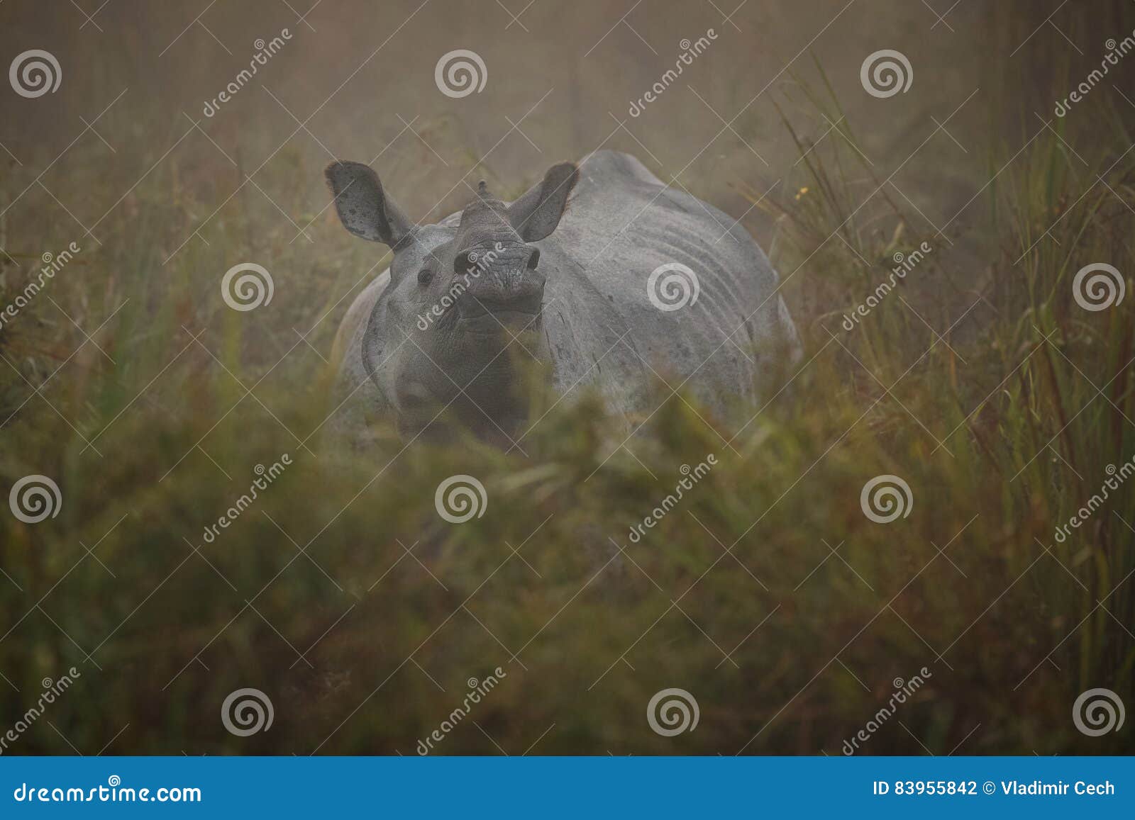 Endangered Indian Rhinoceros in the Nature Habitat Stock Photo - Image
