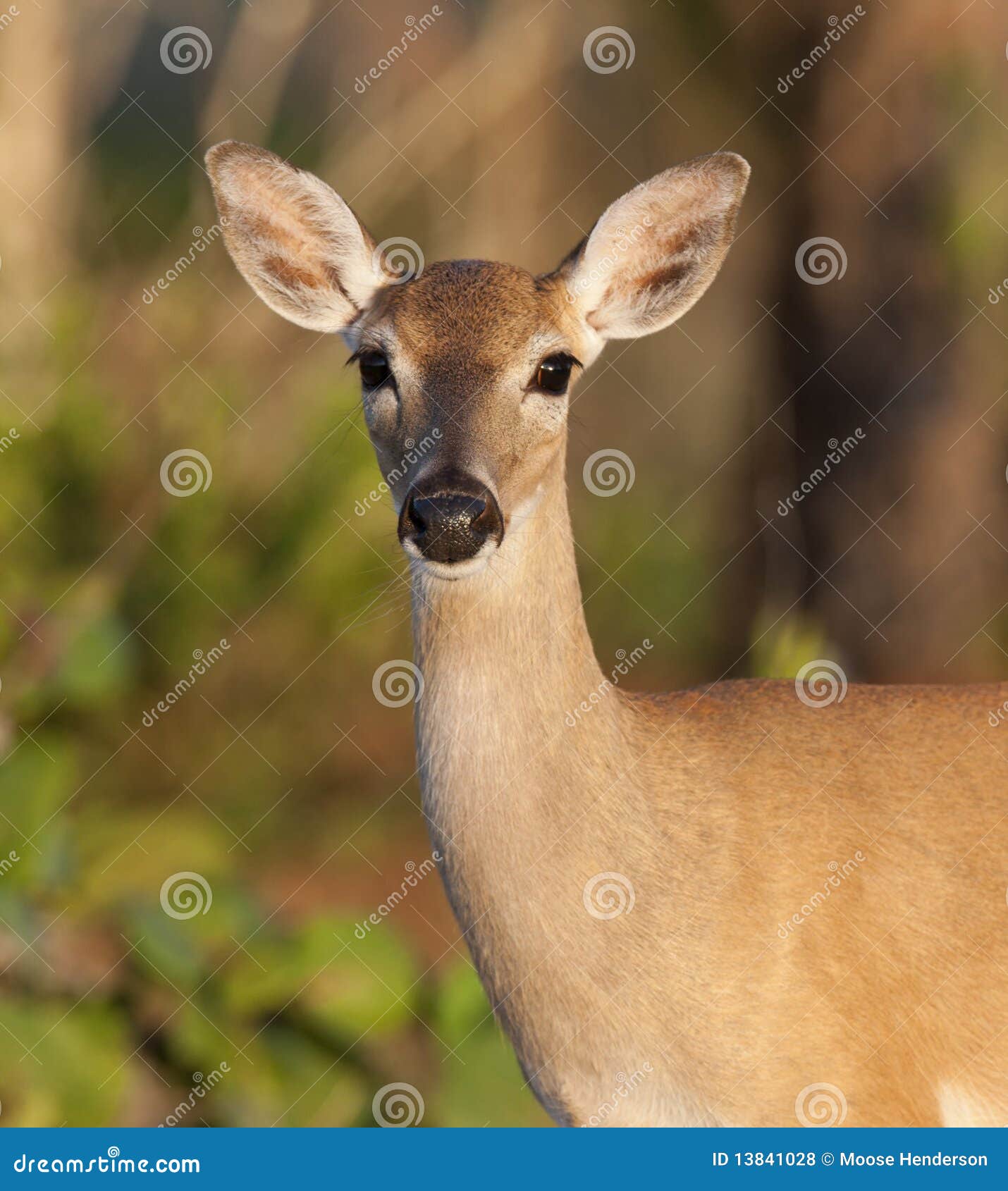 endangered key deer