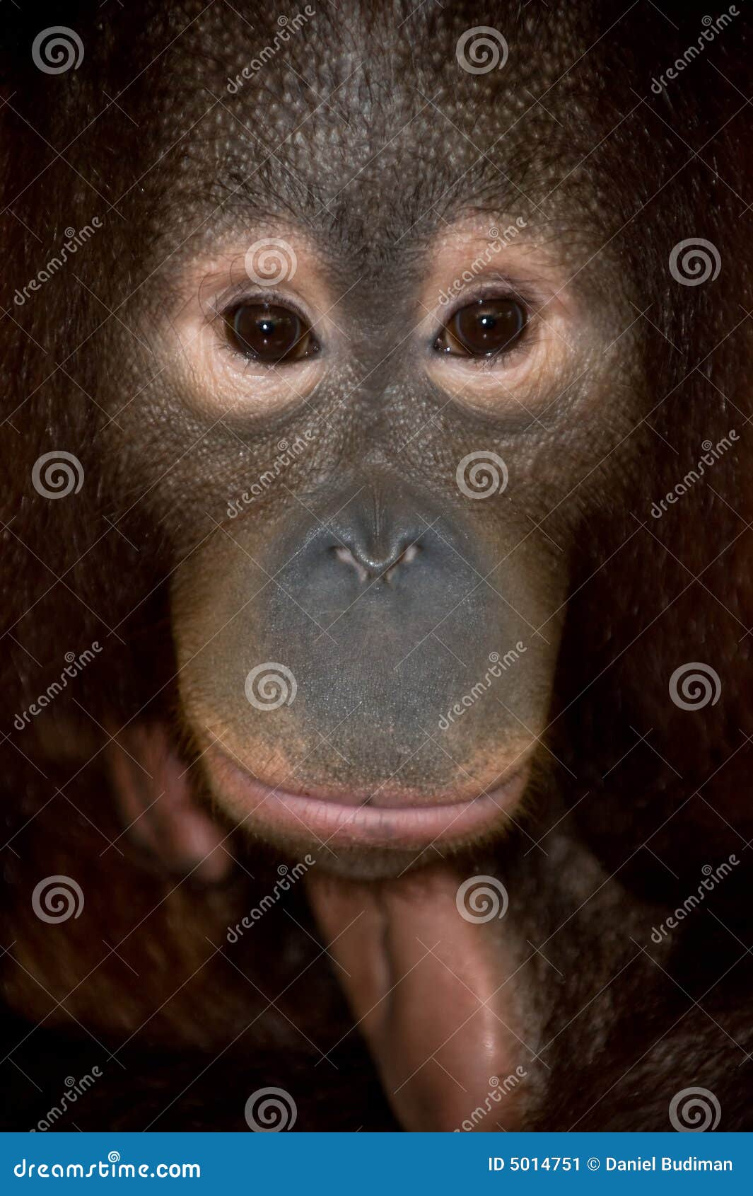 endangered primate orangutan