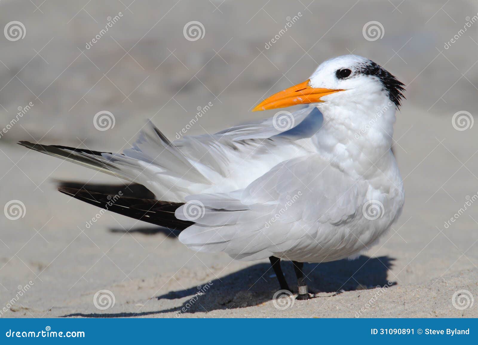endangered royal tern (sterna maxima)
