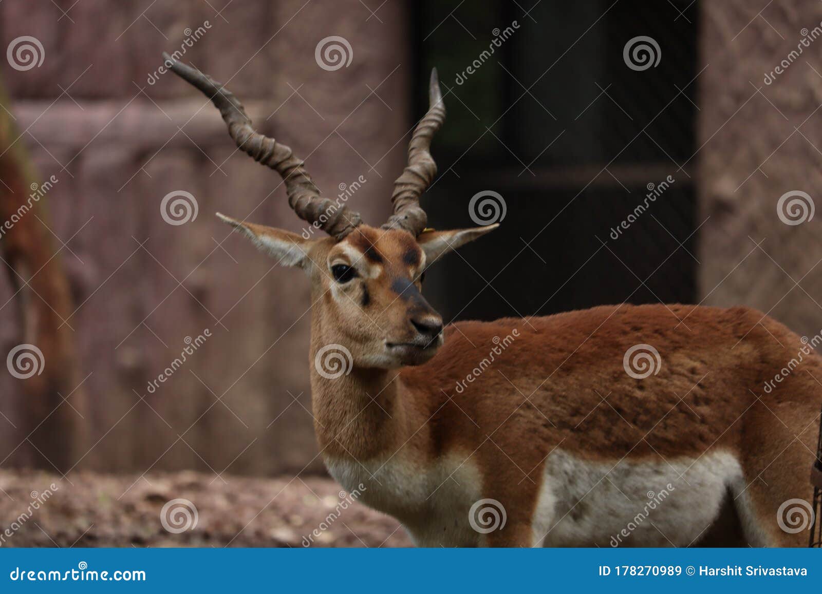 An Endangered Species of Deer, Black Buck Stock Image - Image of grass, horned: 178270989 An Endangered Species of Deer, Black Buck Stock Image - Image of grass, horned: 178270989
