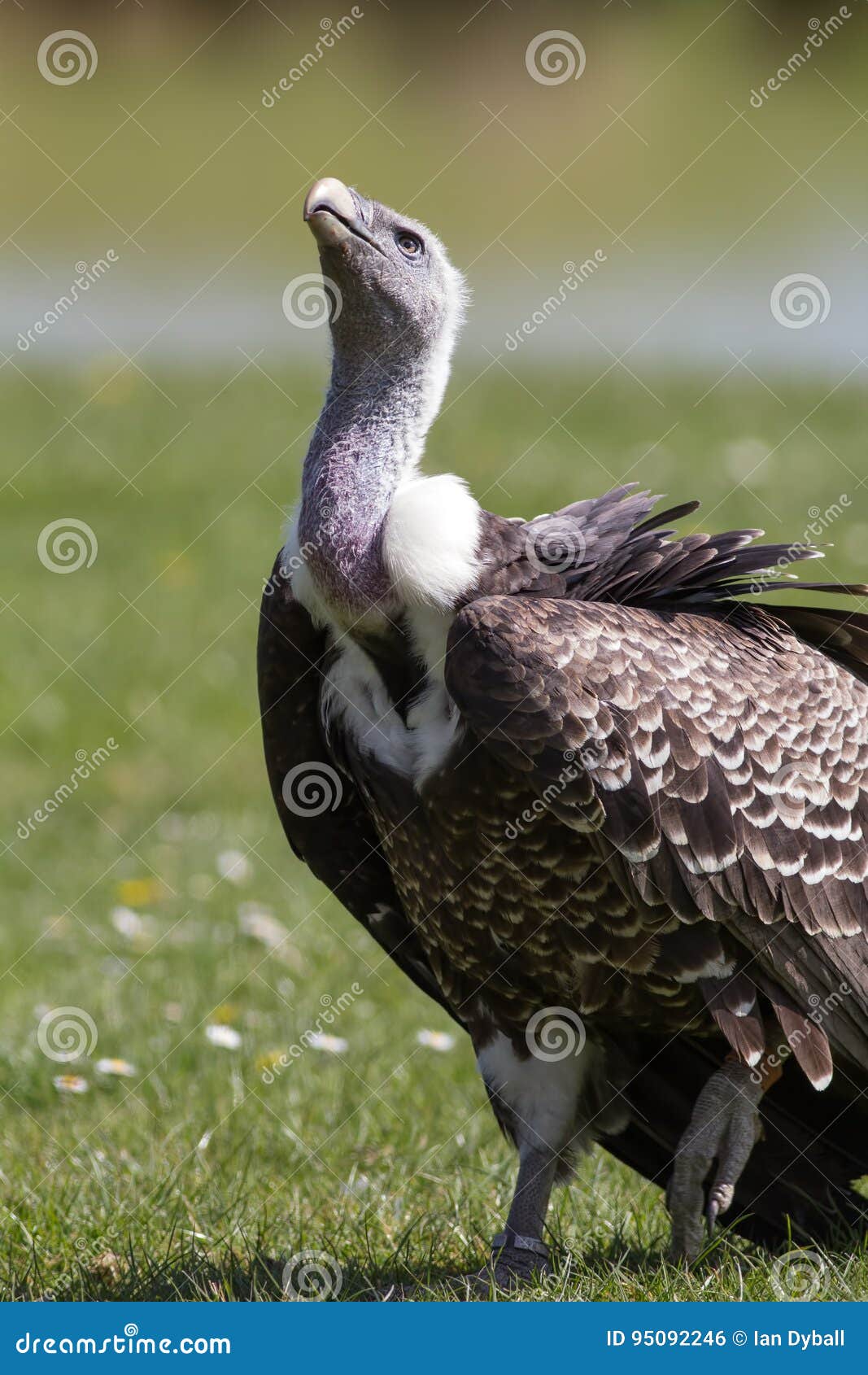 endangered species vulture looks up in hope. poignant wildlife t