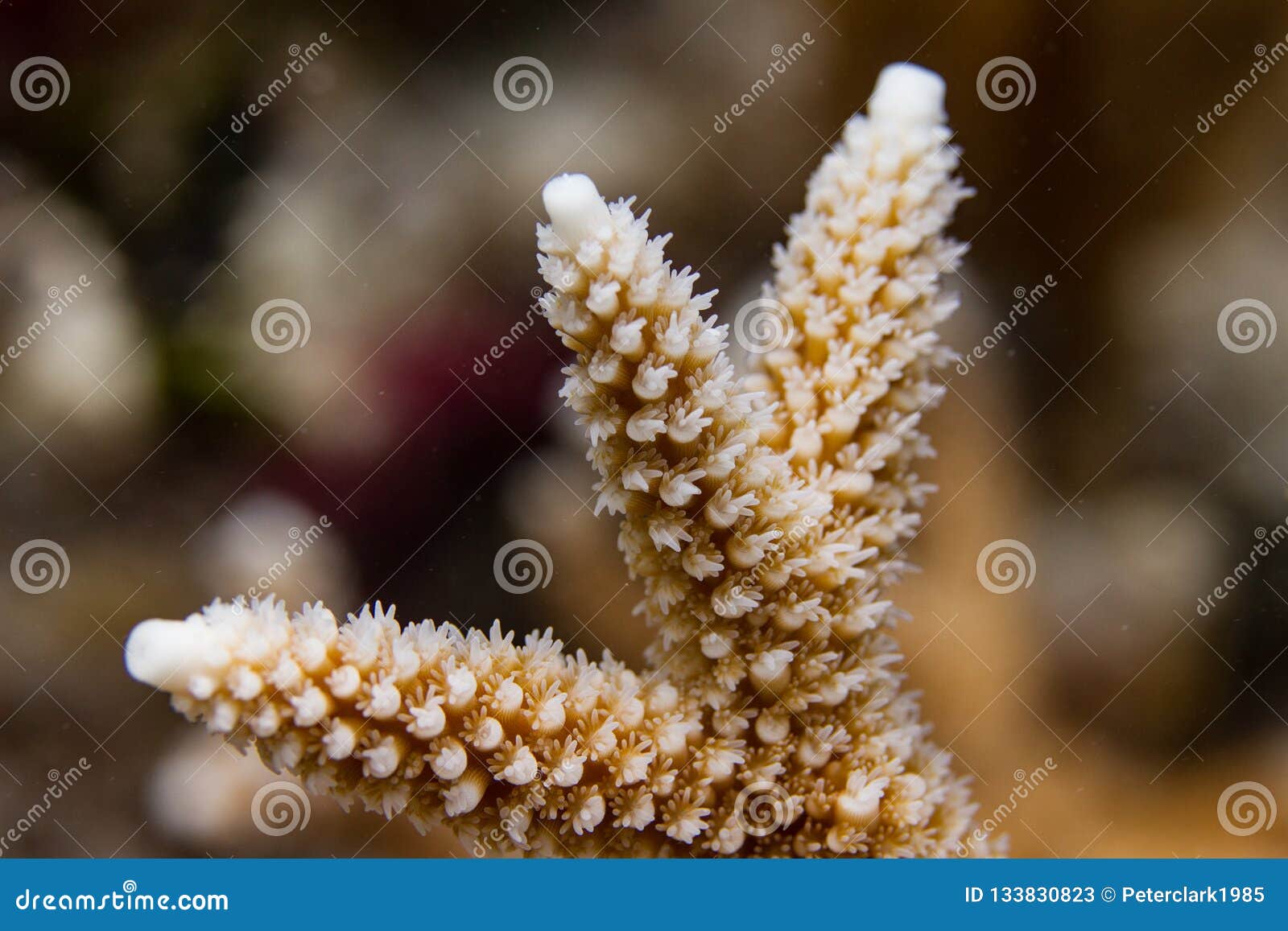 Branch coral -ACROPORA FLORIDA