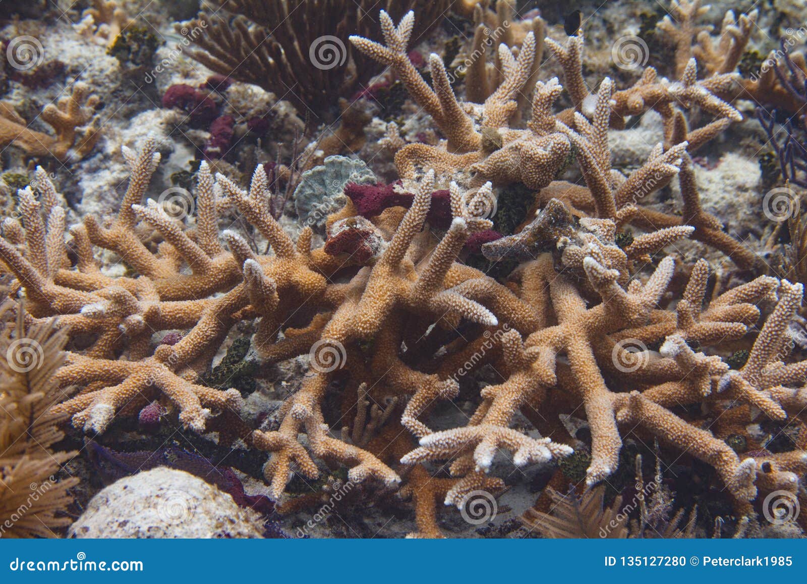 Endangered Staghorn Coral stock photo. Image of light 135127280
