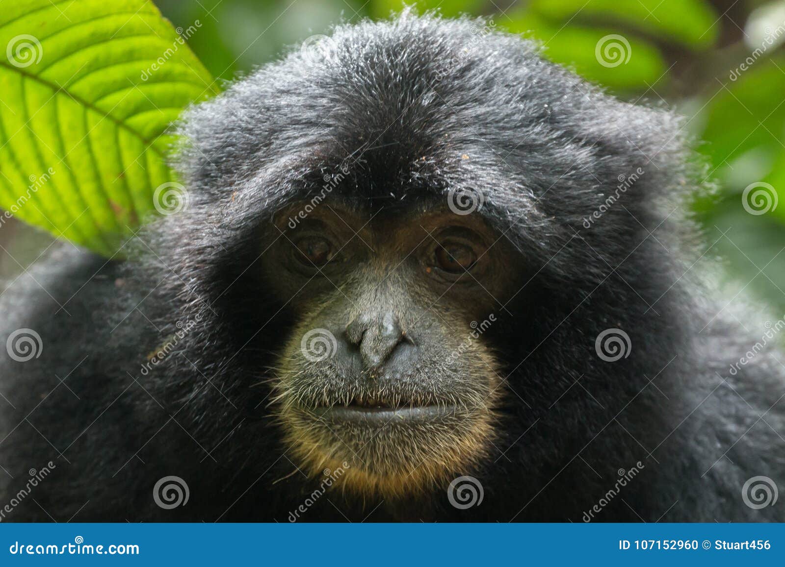 endangered sumatran lar gibbon hylobates lar vestitus, in gunung leuser national park, sumatra, indonesia.