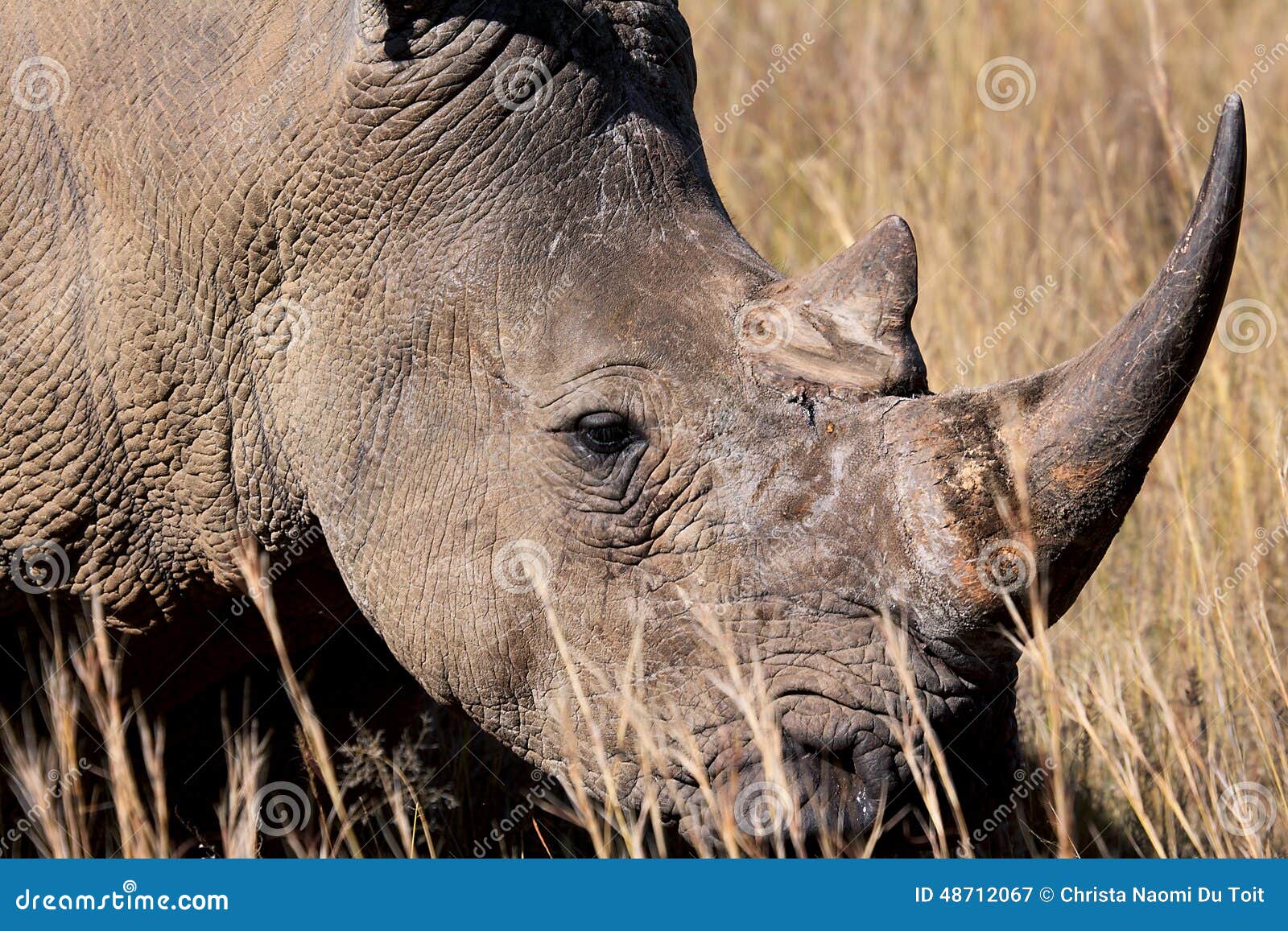 endangered white rhino