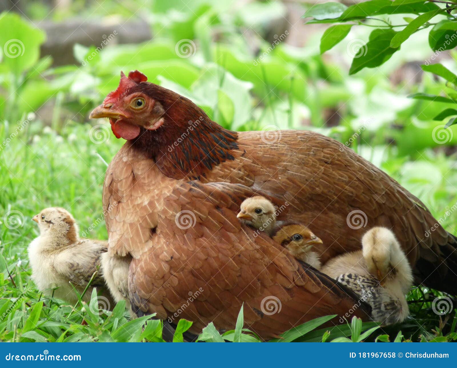 https://thumbs.dreamstime.com/z/endearing-image-mother-hen-protecting-her-chicks-representing-concept-caring-feeling-safe-loved-under-mum-s-wing-close-181967658.jpg