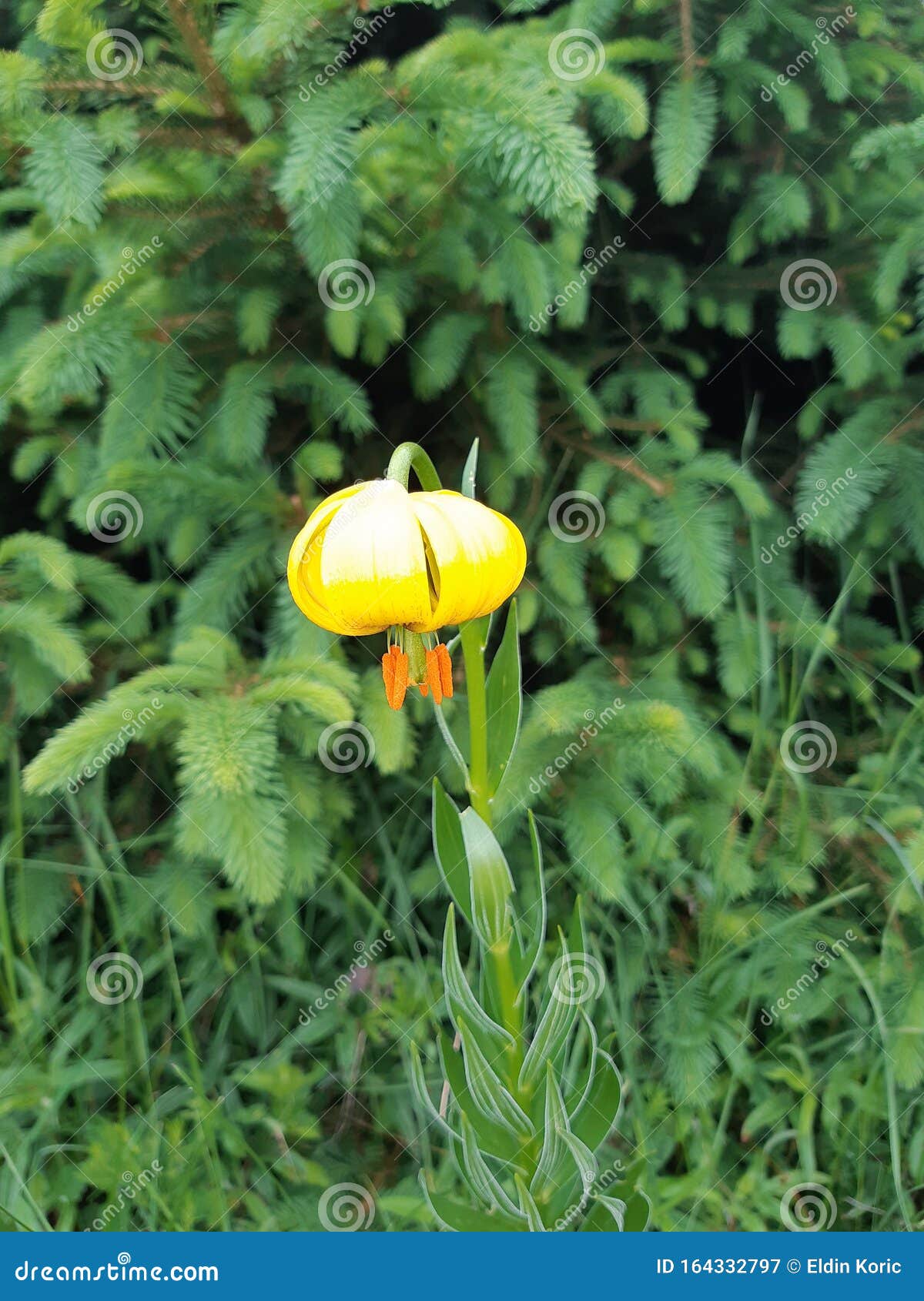 endemic flower, bosnian lilly