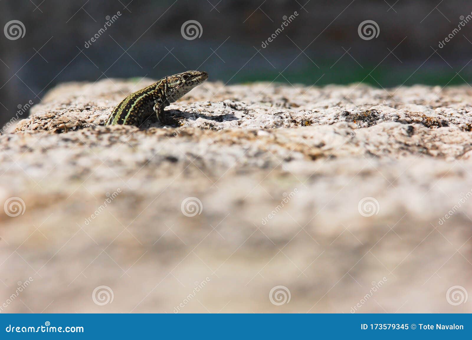 endemic male lizard iberolacerta cyreni peers out of a granite rock crack