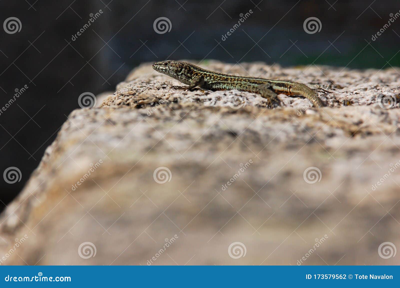 endemic male lizard iberolacerta cyreni sunbathing on a granite rock