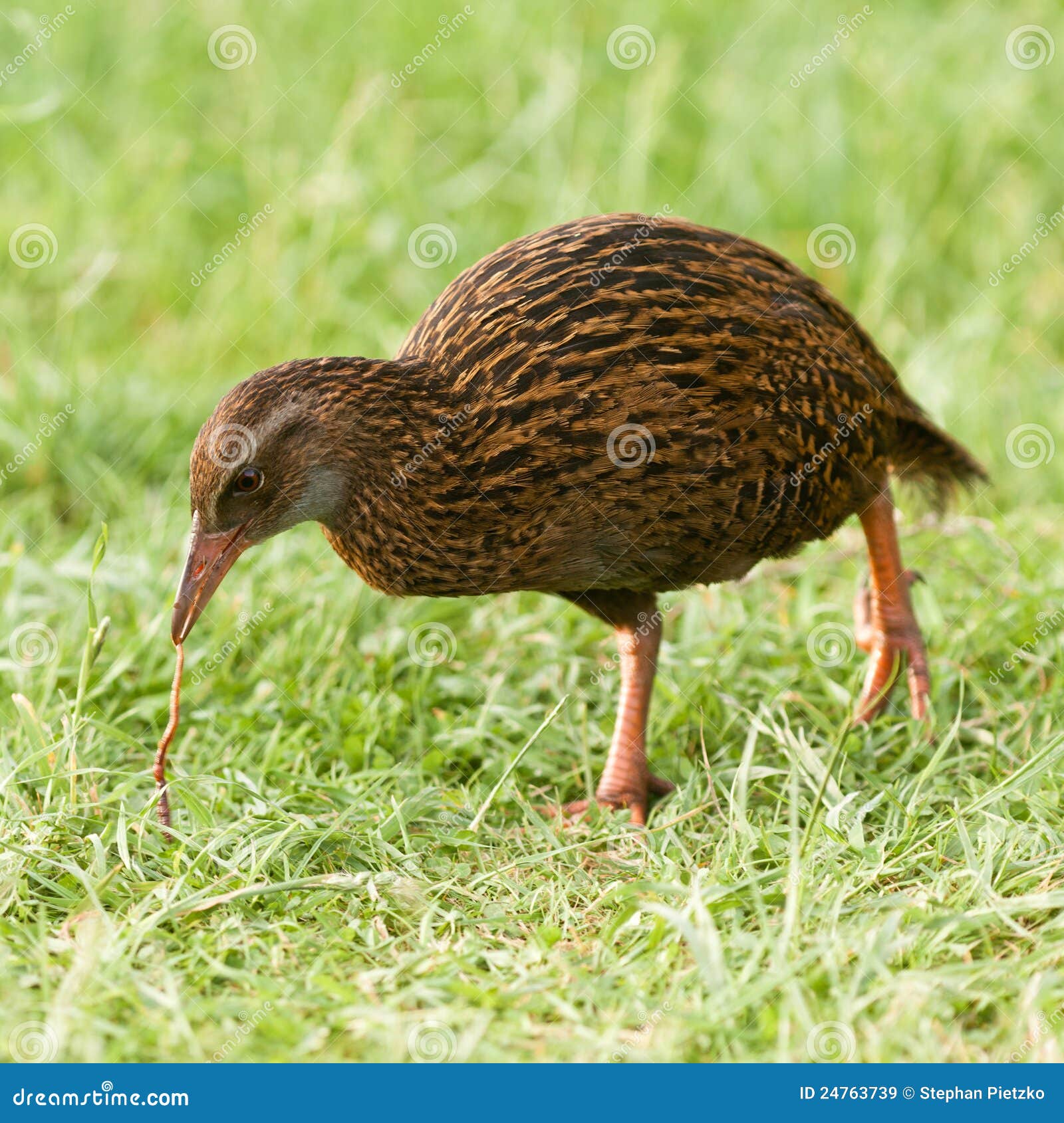 endemic nz bird weka pulling a worm off the ground