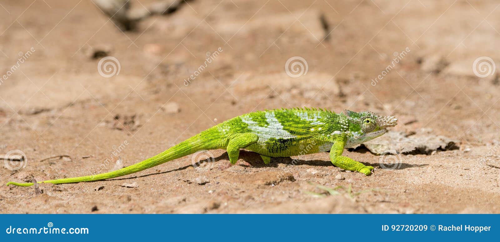 the endemic & threatened usambara two-horned chameleon kinyongia multituberculata in tanzania