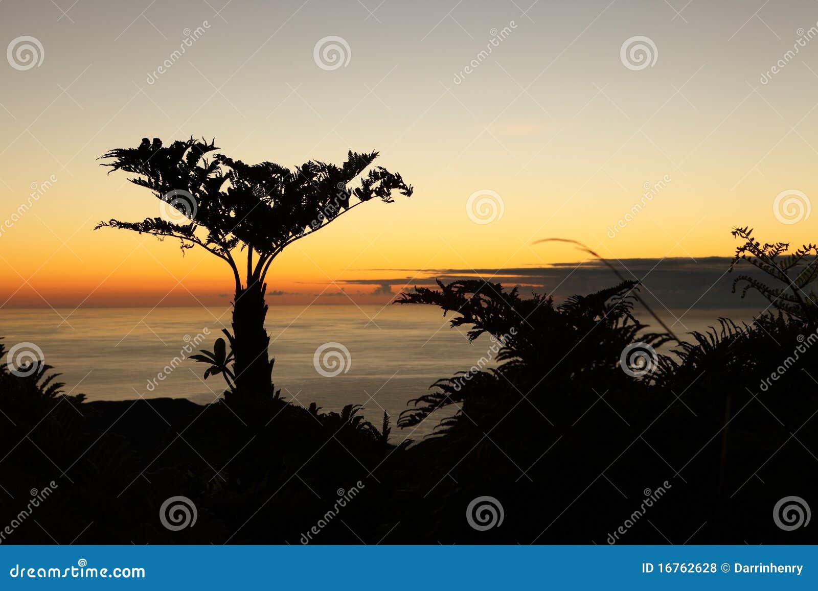 endemic tree ferns at dawn on st helena island