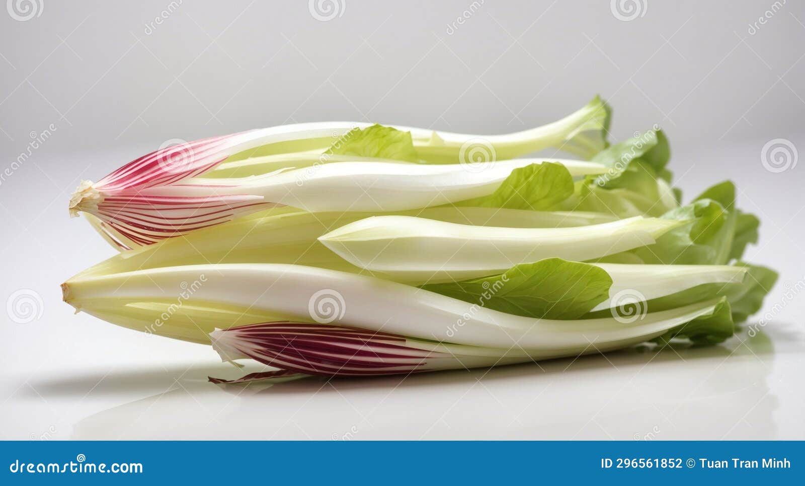 Endive stock photo. Image of endive, herb, flower, petal 296561852