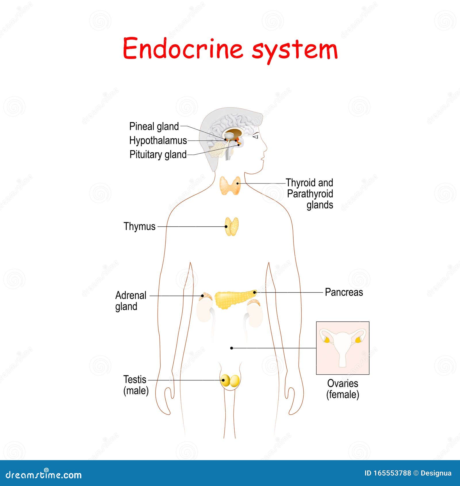 endocrine glands. human silhouette with highlighted internal organs