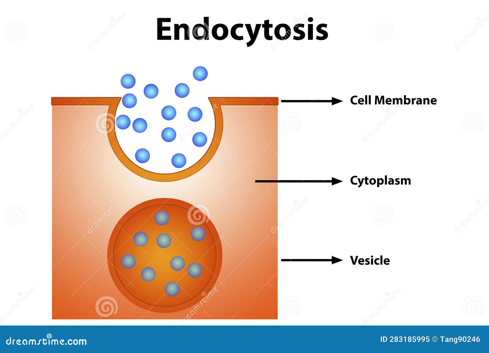 Exocytosis process