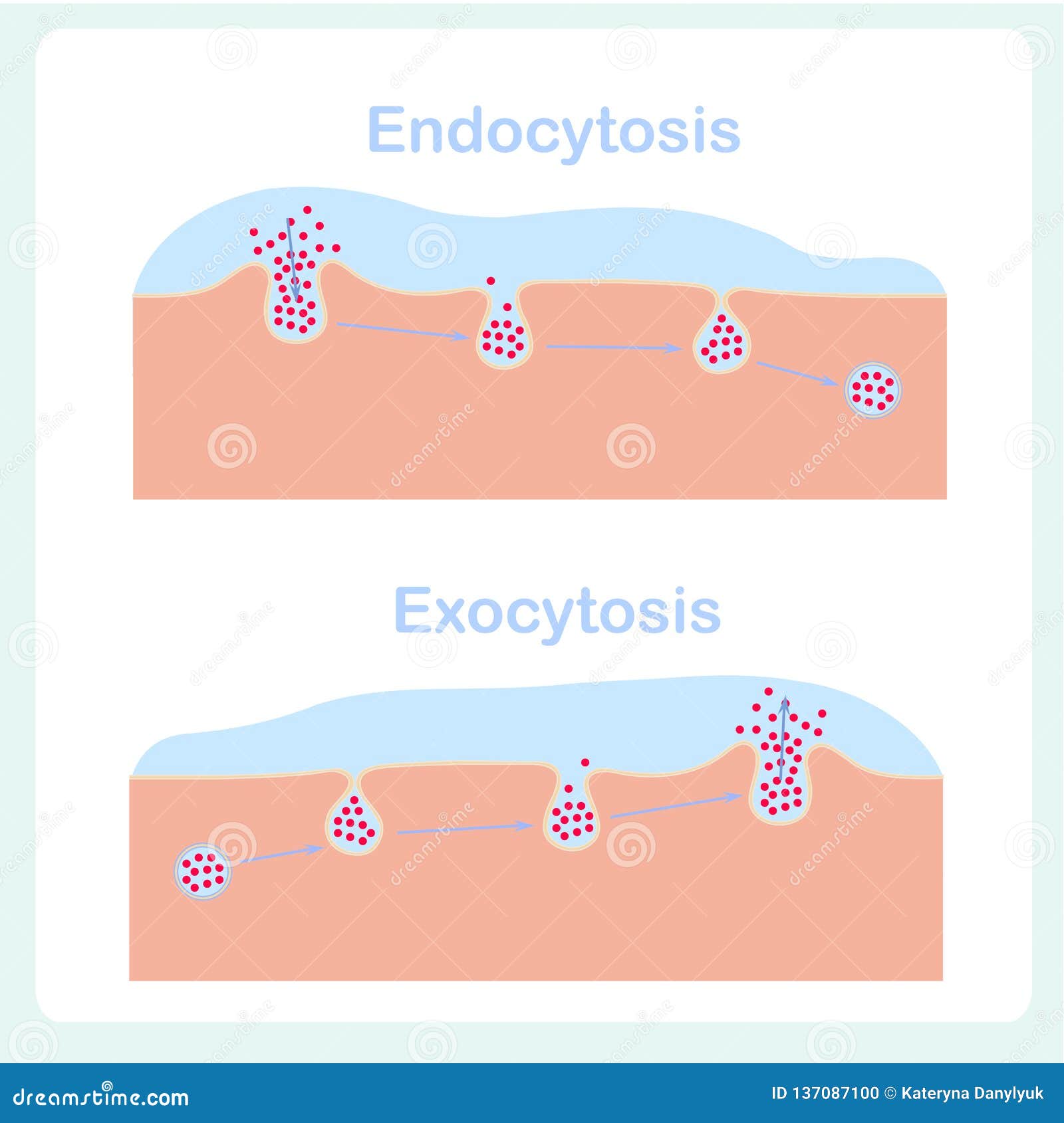 endocytosis, exocytosis diagrams. cell transports proteins into,, from cell, scheme