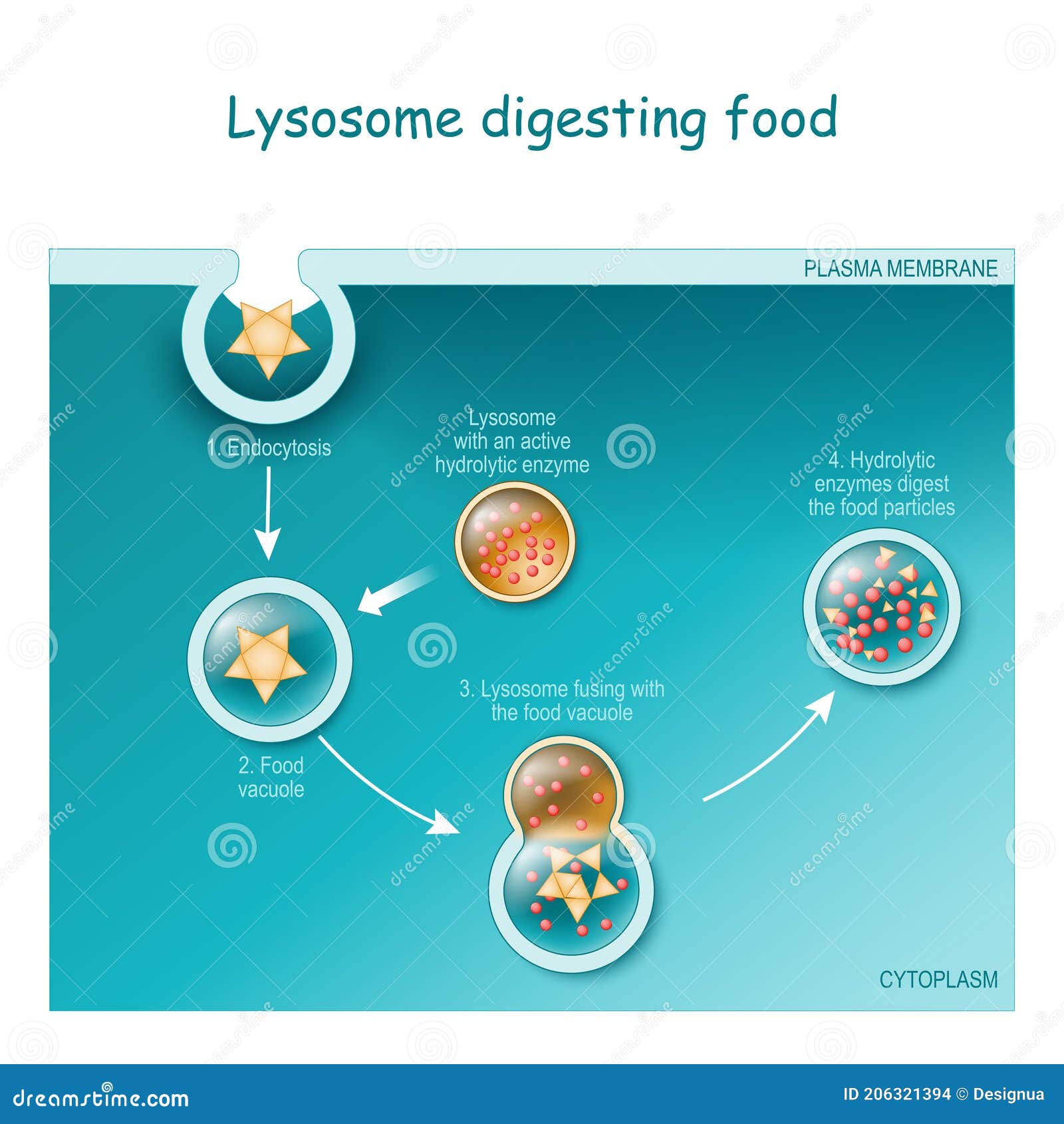 Albums 99+ Images how do food vacuoles and lysosomes help with nutrition Full HD, 2k, 4k