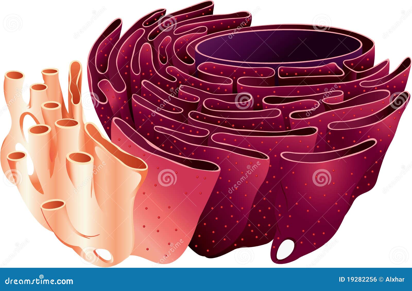 Featured image of post Drawing Of Endoplasmic Reticulum The endoplasmic reticulum is a network of sacs that manufactures processes and transports chemical compounds for use inside and outside of the cell