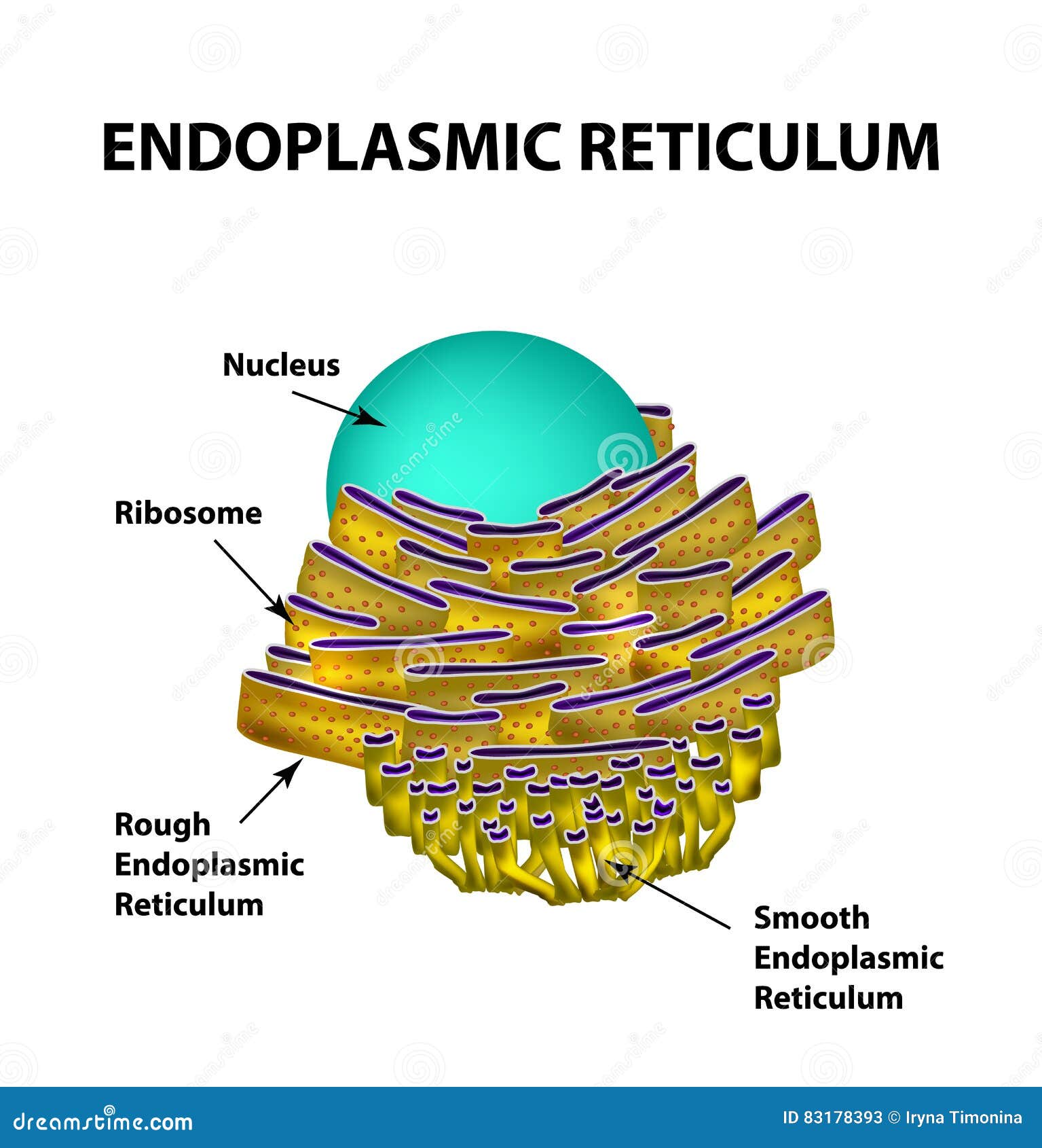 1,391 Endoplasmic Reticulum Images, Stock Photos & Vectors | Shutterstock