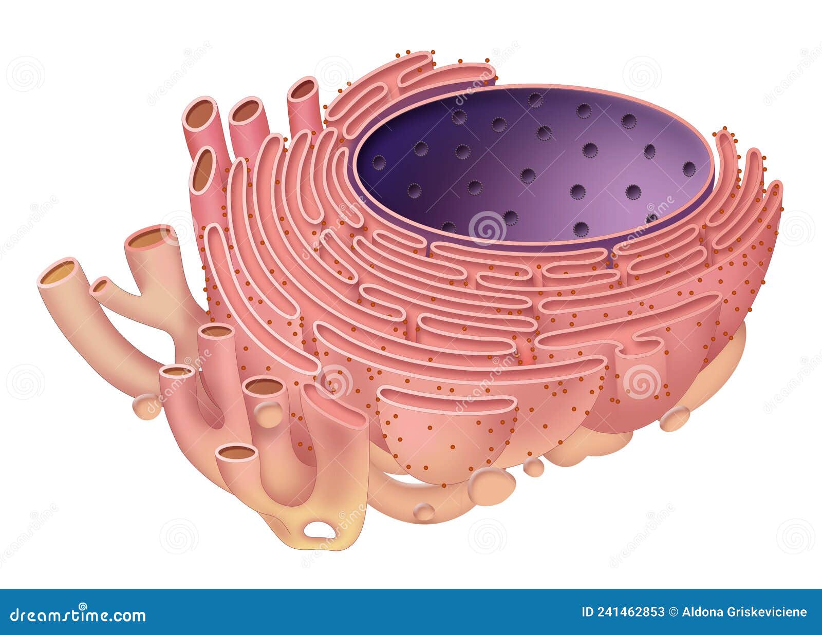 the endoplasmic reticulum is a type of organelle mad Ã¢â¬â rough endoplasmic, and smooth endoplasmic reticulum