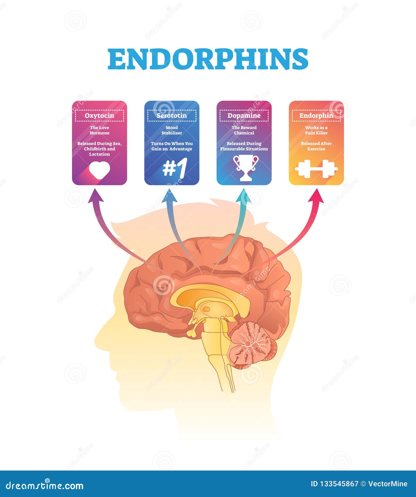 Hormone endorphin Types of