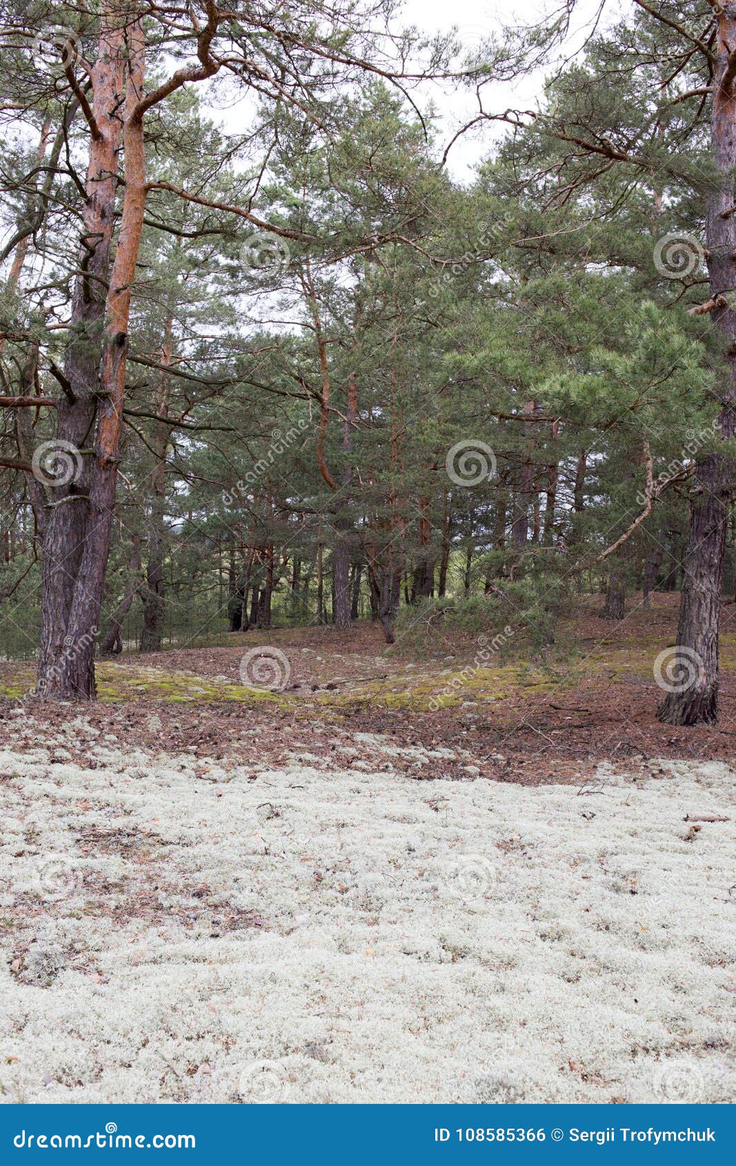 Endroit étrange pittoresque couvert de lichen dans la forêt de pin de Volyn Restes des fossés de la Première Guerre Mondiale de nos jours Champ de bataille d'offensive de Brusilov ou d'avance de juin sur l'avant oriental