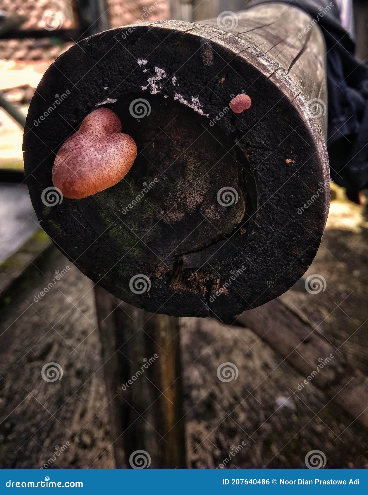 The Ends of the Bamboo are Weathered and Moldy Stock Photo Image of