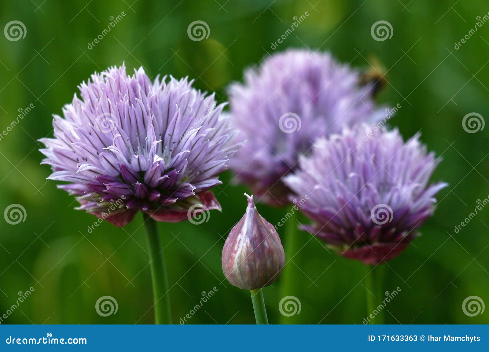 Onions Inflorescence in Approach. Stock Image Image of onions