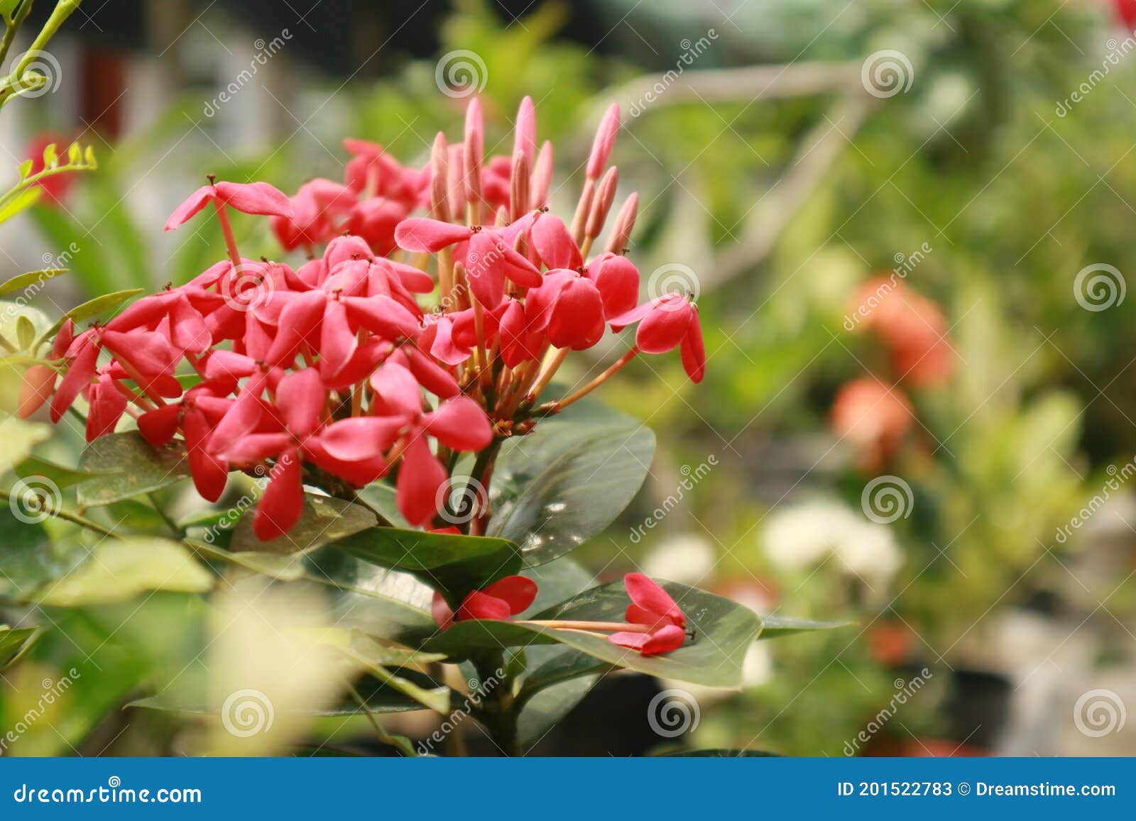 Energeric Flor Roja De La Miel Que Tan Hermoso Y Enérgica Imagen de archivo - Imagen de rojo, flor: 201522783 Energeric Flor Roja De La Miel Que Tan Hermoso Y Enérgica Imagen de archivo - Imagen de rojo, flor: 201522783