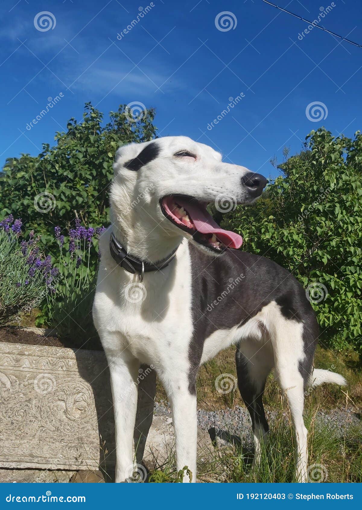 Energetic Dog Panting Under the Summer Heat Stock Image Image of play