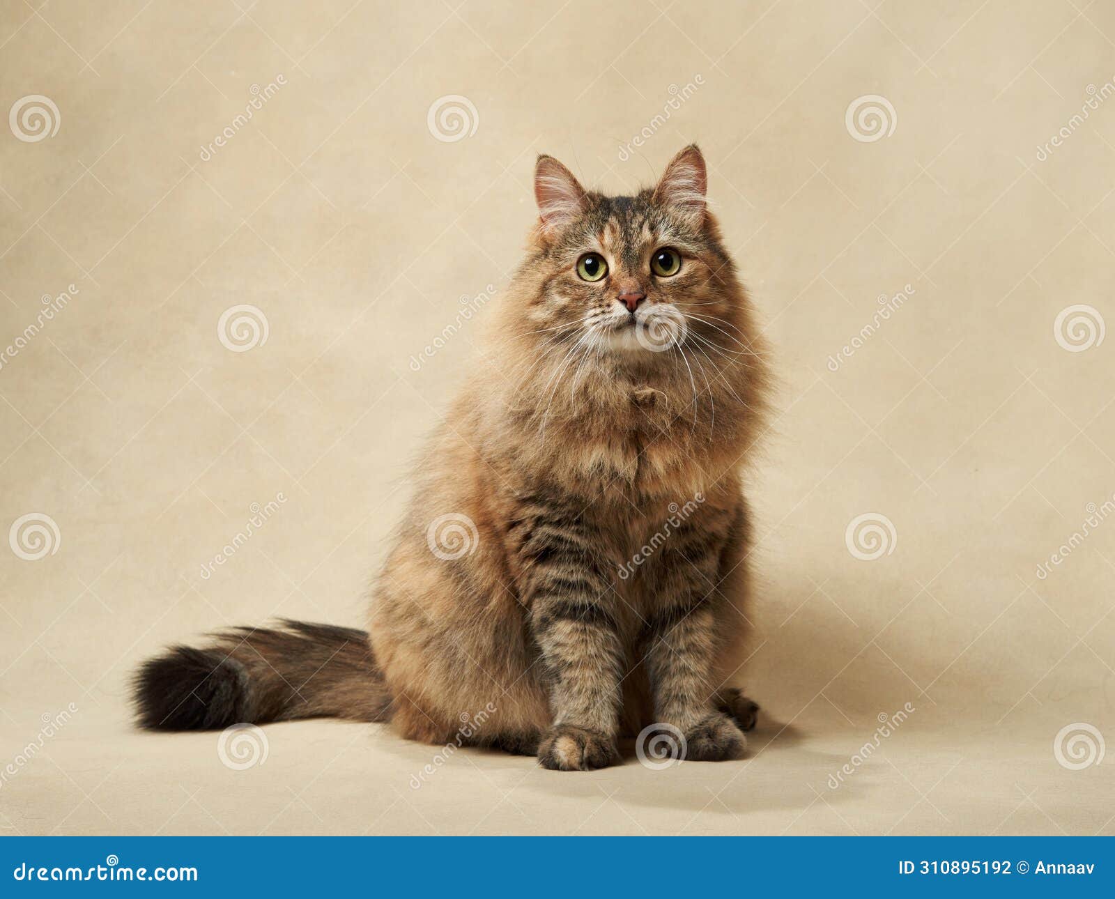 An Energetic Tabby Cat Stands Tall, Reaching Upwards with Focused