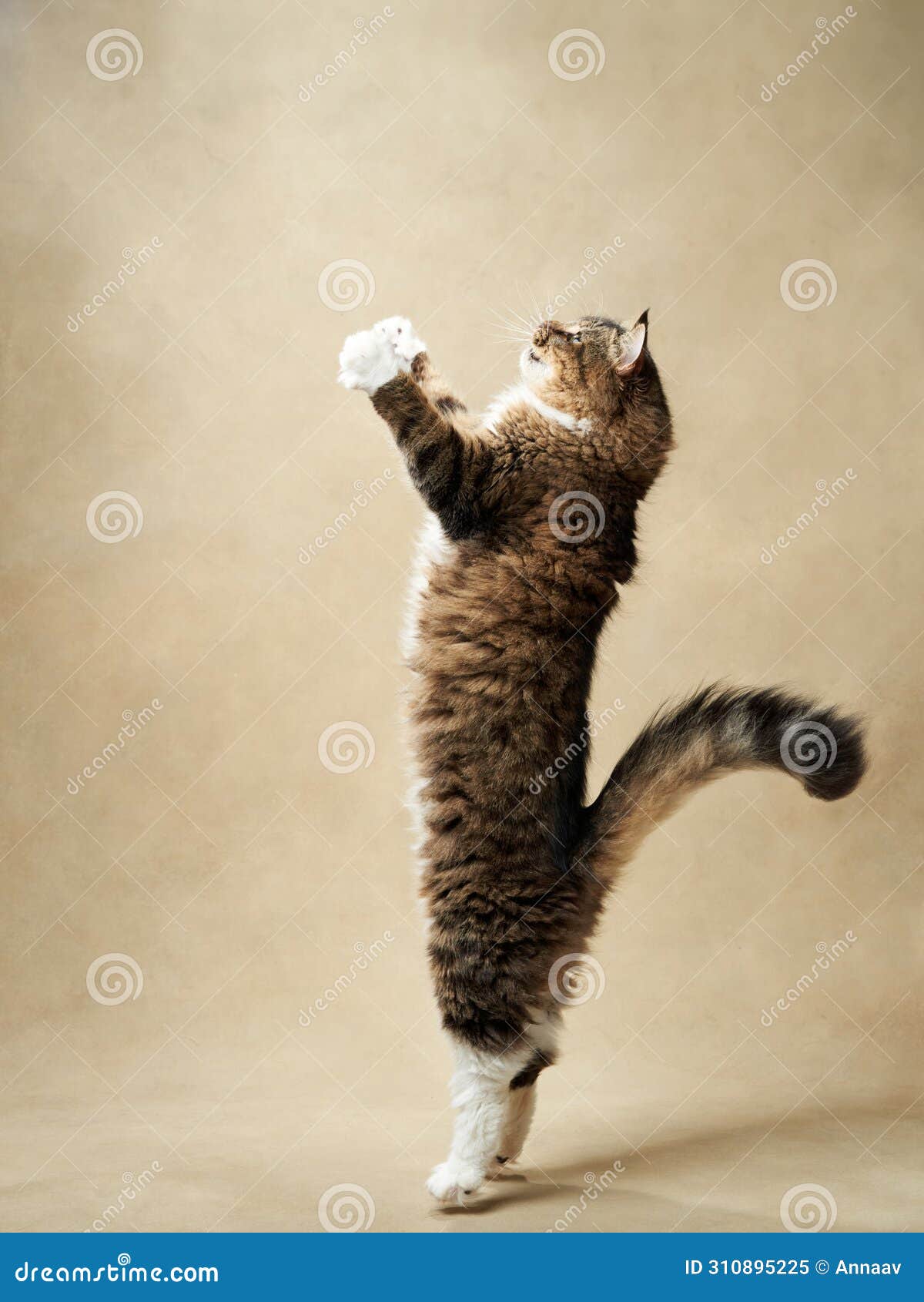 An Energetic Tabby Cat Stands Tall, Reaching Upwards with Focused