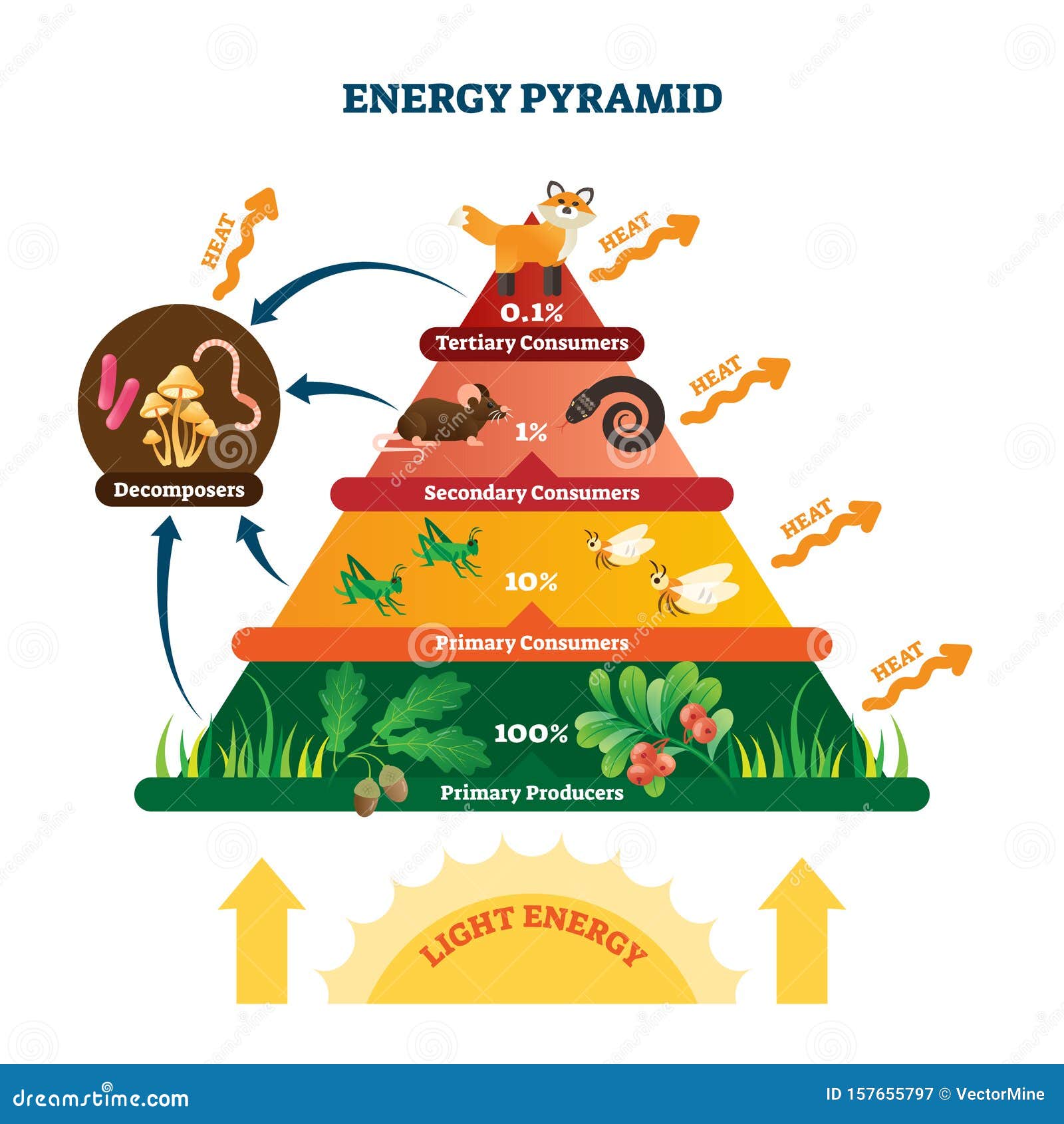 energy pyramid  . labeled biomass representation graphic.